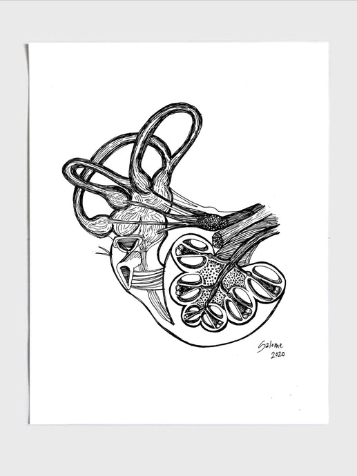 Inner Ear
