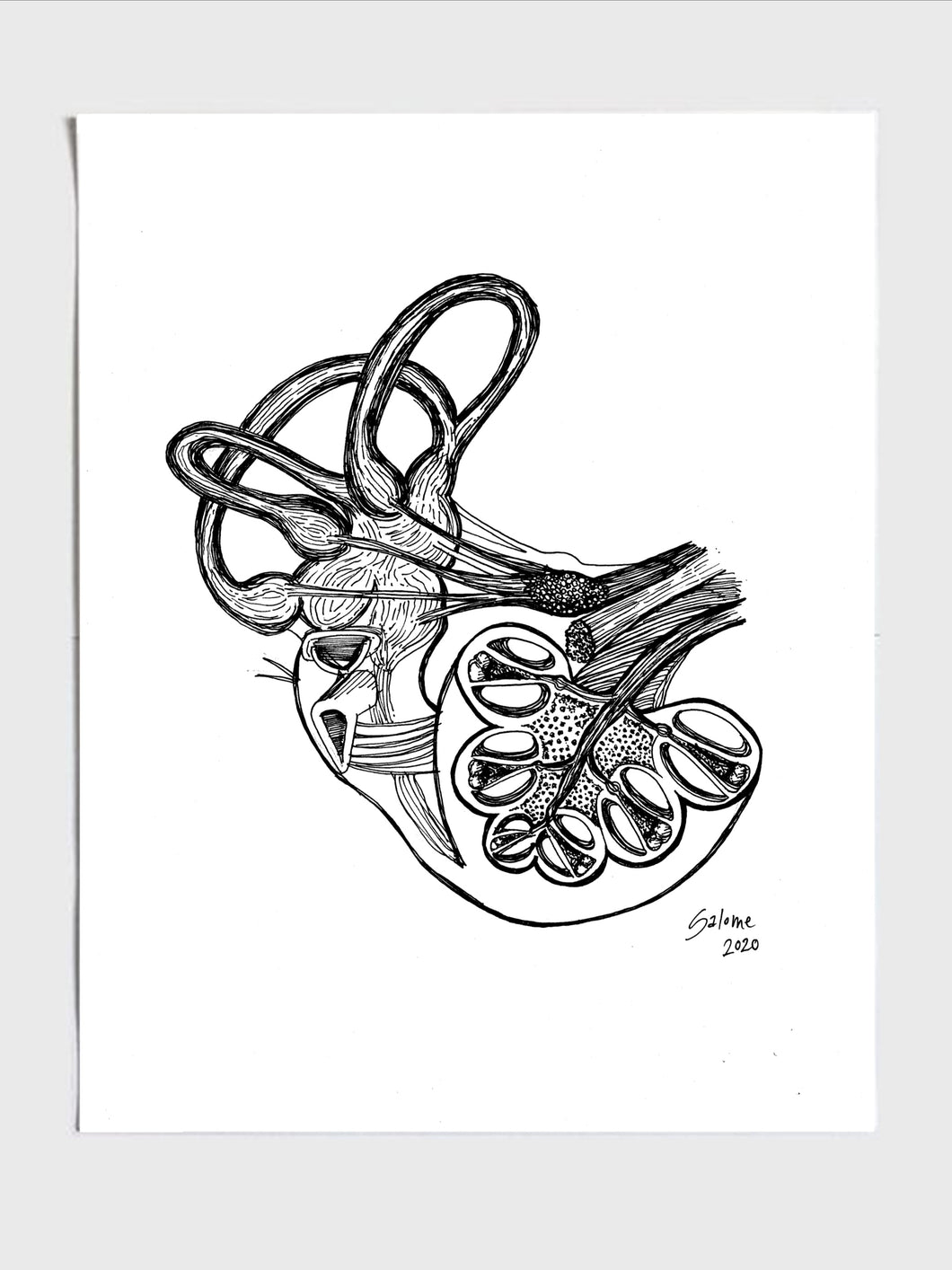 Inner Ear