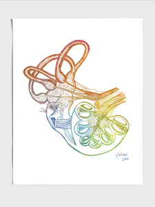 Inner Ear