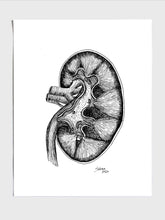 Kidney Sketch