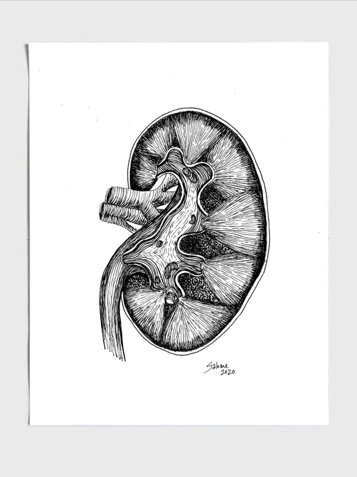 Kidney Sketch