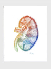 Kidney Sketch